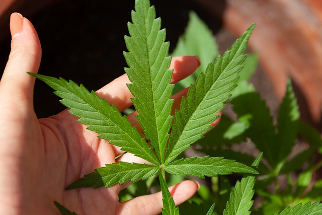 rostlina cannabis
